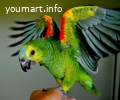 Амазон синелобый (Amazona aestiva)