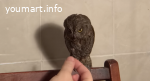 Карликовую сову сплюшка или обыкновенная совка (лат. Otus scops)