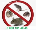 Уничтожение мышей, крыс и прочих грызунов