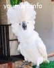 Белохохлый какаду (Cacatua alba) ручные птенцы из питомника