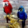 Попугаи - ручные птенцы из питомника