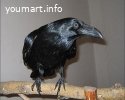 Продаю ворона черного - птенцов выкормышей