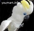 Синеочковый какаду -ручные птенцы из питомника