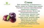 Сливы в Луганске