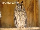 Сова ушастая - птенцы выкормыши