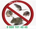 Уничтожение мышей, крыс и прочих грызунов